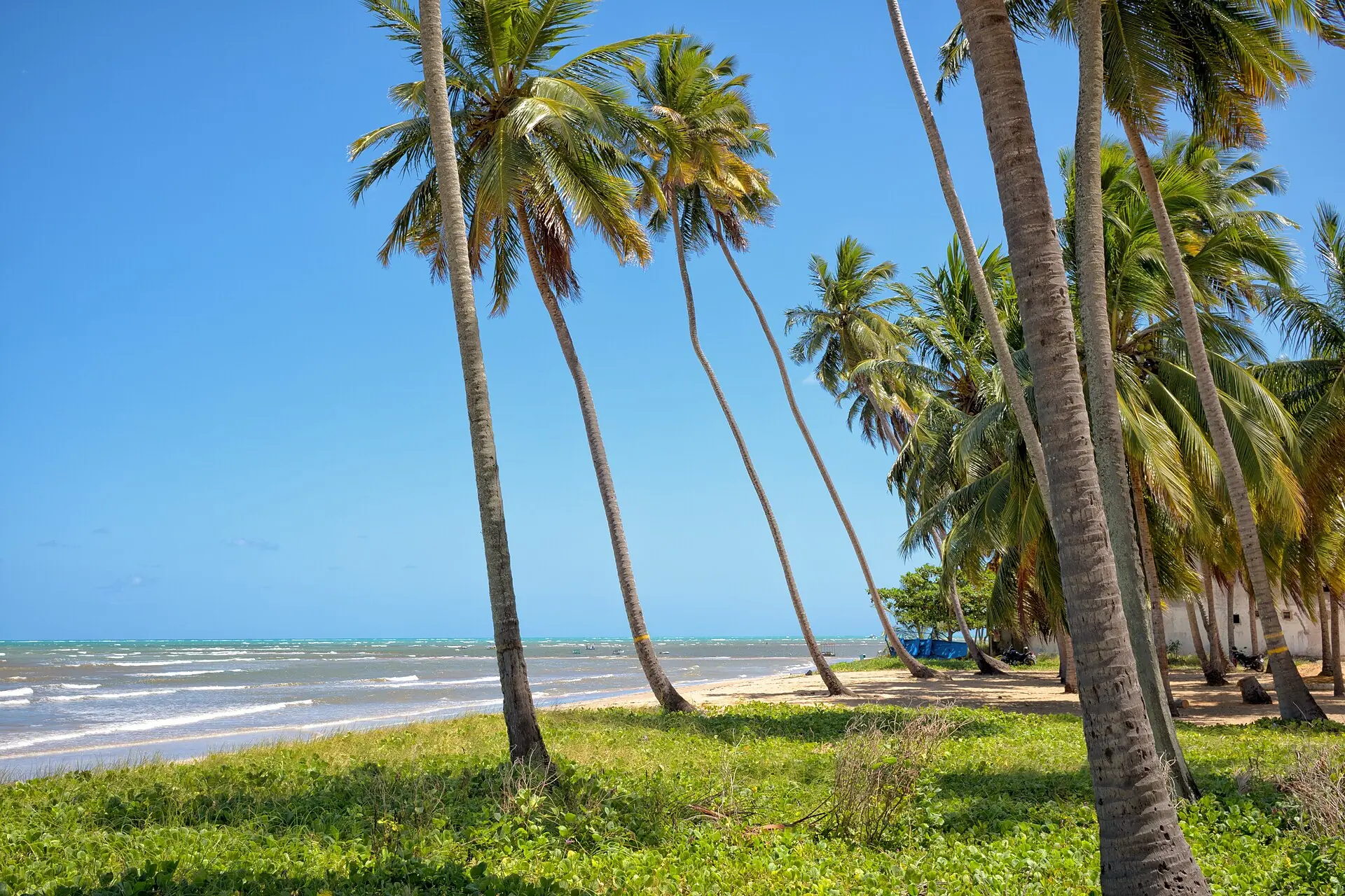 Coqueiros ao longo da praia do Camacho, em Maragogi